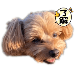 ききたんもこちゃん