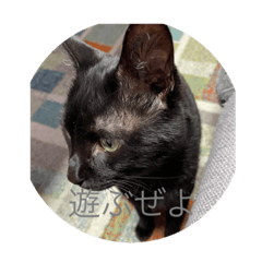 猫の、楓のスタンプ