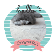 トイプードルの黒ごまちゃん