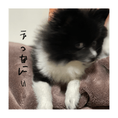 ぱぴことたたの日常