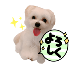 ほんわかマルポメのまるめ