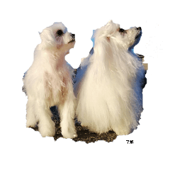 マルチーズスタンプ3【修正版】【再販版】