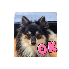 たんたん可愛い"(∩>ω<∩)"