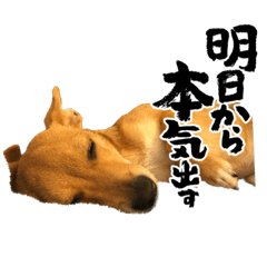 進撃の子犬チワワちゃん♪スタンプ2