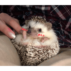 ハリネズミのトミー