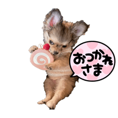 シバチワちゃん