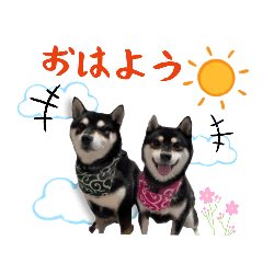 わんちゃんの日常④