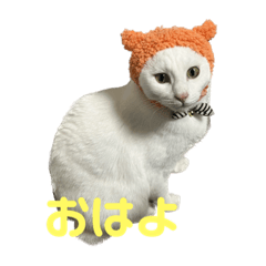 ねこねこネコ〜