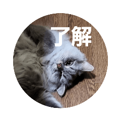 どこかの家の猫