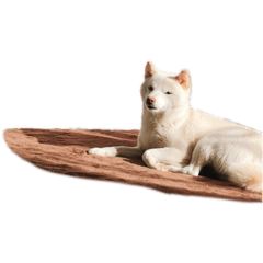 シバイヌおもち3