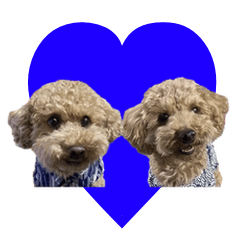 トイプードル　リンリンとゴーくん2