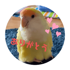 コザクラインコの華ちゃん♪