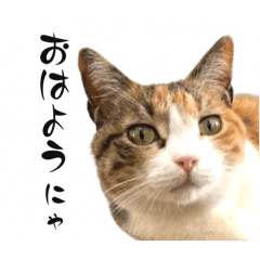 三毛猫のリリー先輩