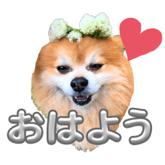 それいけ！ももたろう(たまに茶々)