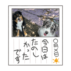 もふもふダわん