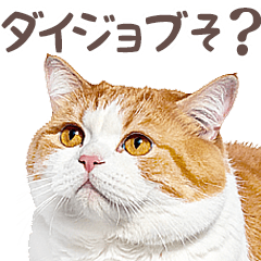 大丈夫そ？デブ猫の逆襲★にゃんとも！