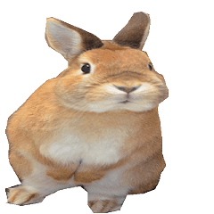 よう動くウサギ