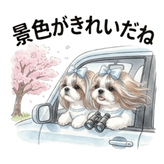 シーズーモコペコちゃん♪春×お出かけ