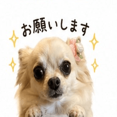 にこにこチワワスタンプ