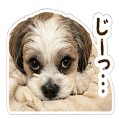 マルシーズー「くるのかわいい日常」