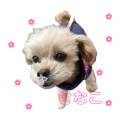 娘U^ェ^U