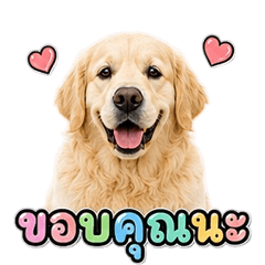 Cute Golden Retriever V.1