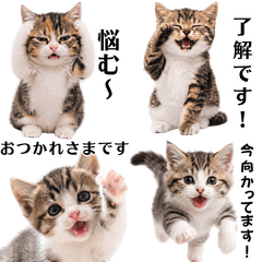 毎日使える猫スタンプ：日常フレーズ