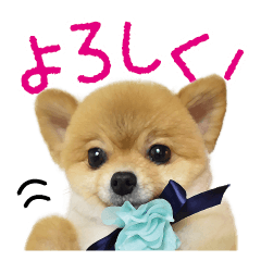 ポメラニアン もふた