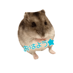 うちのハムちゃんたち