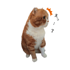 スコティッシュフォールド❦maron❦