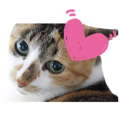 ミケ猫 〜関西弁〜