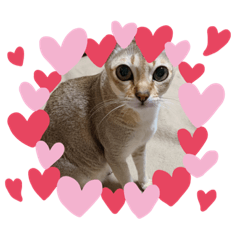 愛しの番長くん。