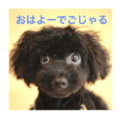 黒プードルの吉右衛門でごじゃるよー