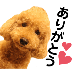 プードルぽんたくん