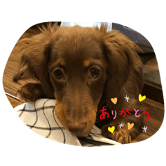 ライム！ライム！