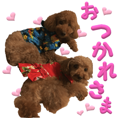 トイプードル界のアイドル