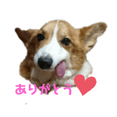 舌ぺろハリーくんのスタンプ