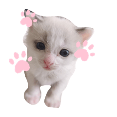 福家わんにゃんスターズ