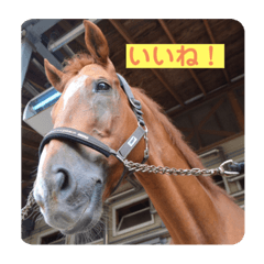 馬好きによる馬スタンプ3(写真)