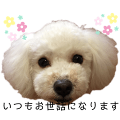 ビションプー☆仕事☆OUTA_BichonPoo