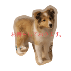 佐々木キミのスタンプ１