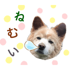 ポコちゃんです②