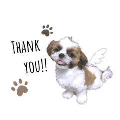 シーズーのリルちゃん