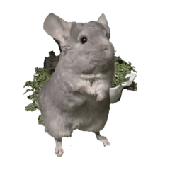 BONchinchilla