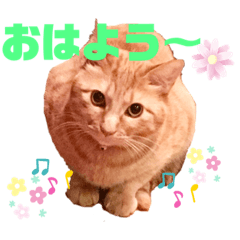 猫のスタンプ　ちーちゃん２