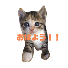 猫のあいちゃん