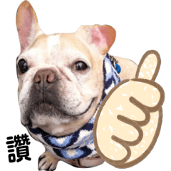 French Bulldog Money