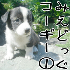 みえどっぐスタンプ コーギーカーディ編 １