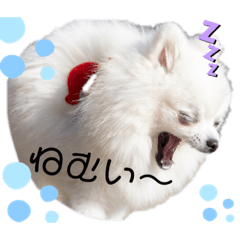 マルチーズ マロン、ポメラニアン ぽん吉