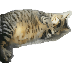 小西さんとゆかいな仲間たち